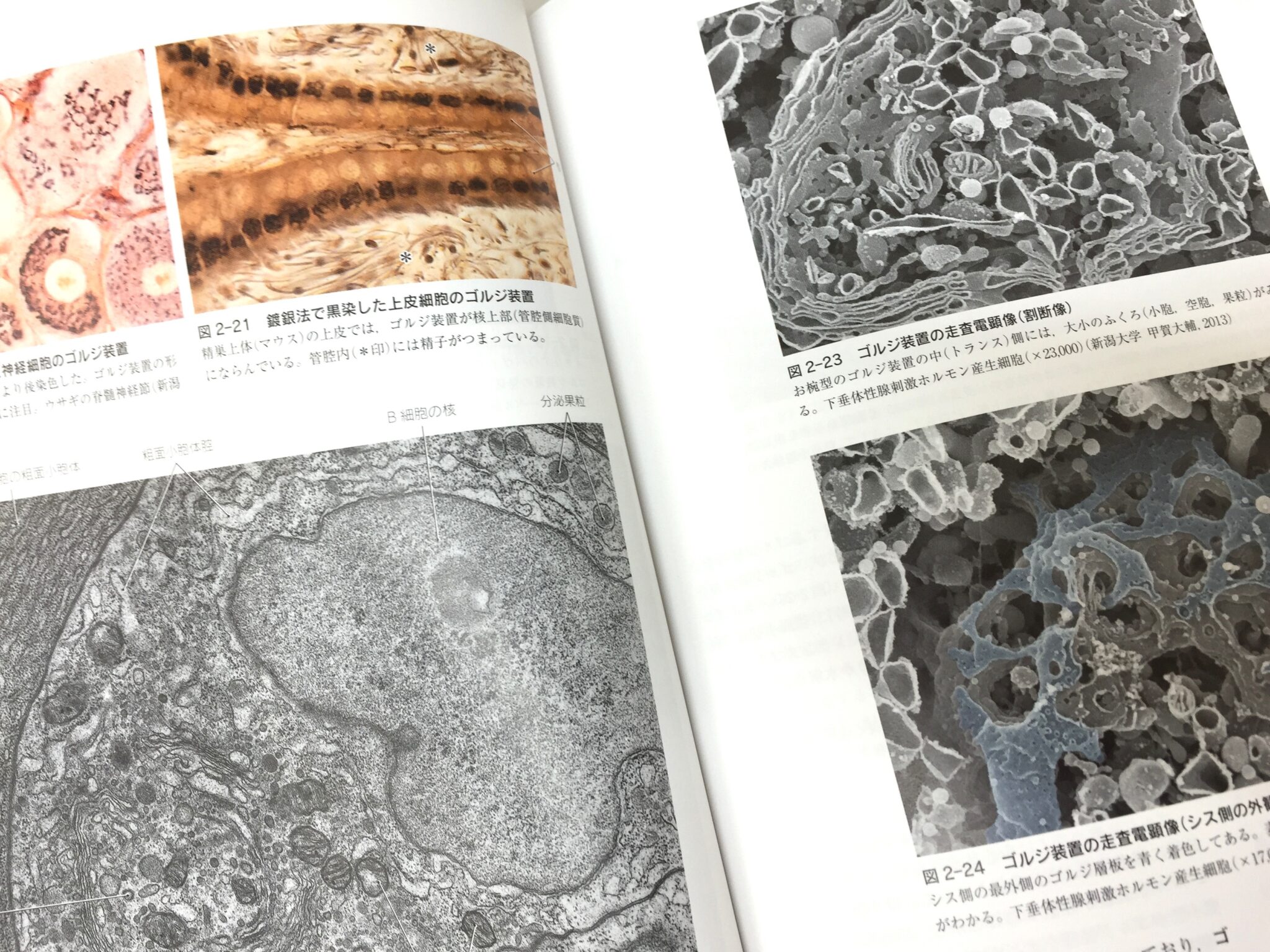 標準組織学 総論 第5版 / Anatomy 今日も明日も