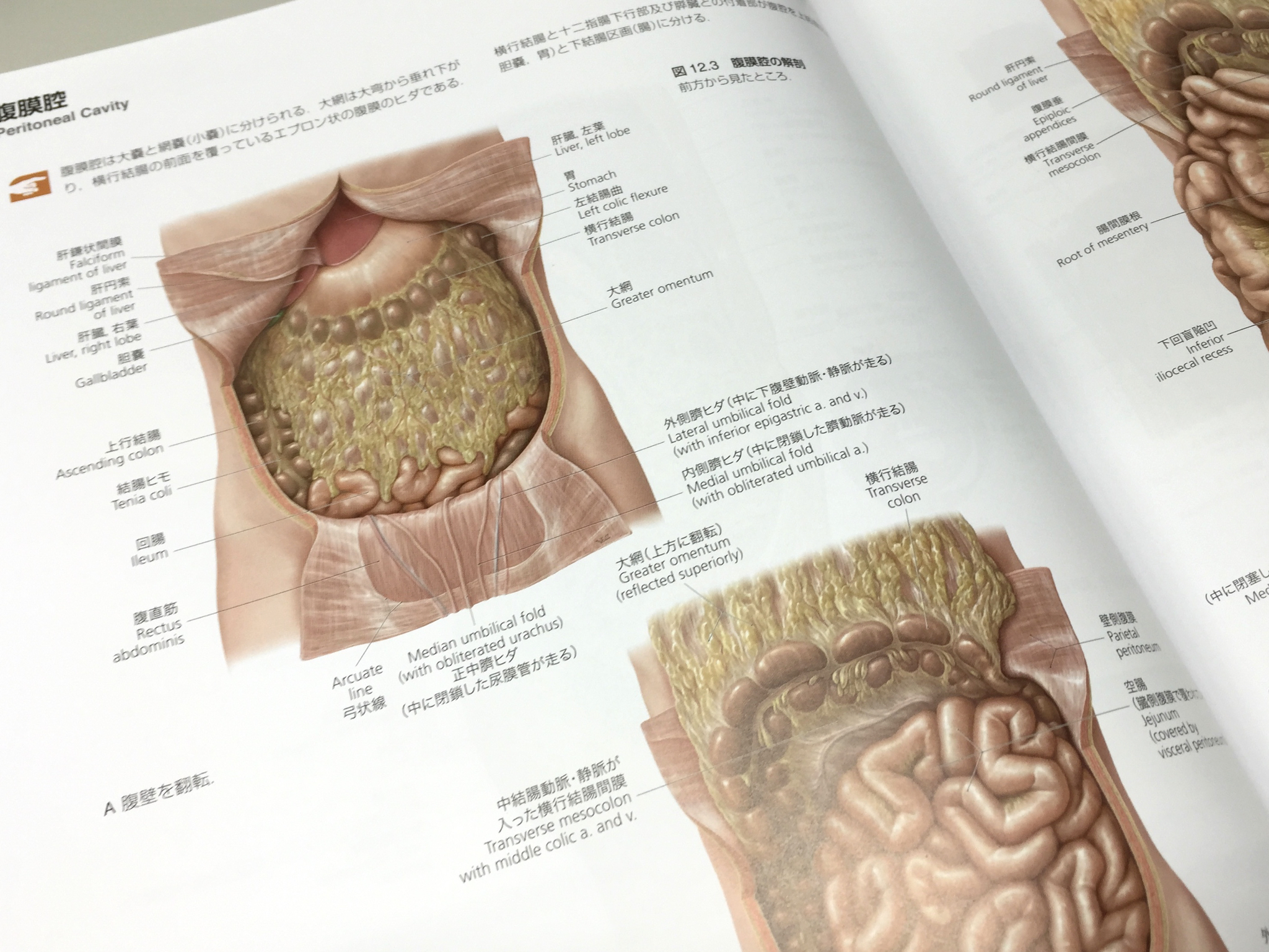 内臓関係の図は主にVoll氏が制作。ソフトなタッチで臓器や脈管がふっくらと描かれている