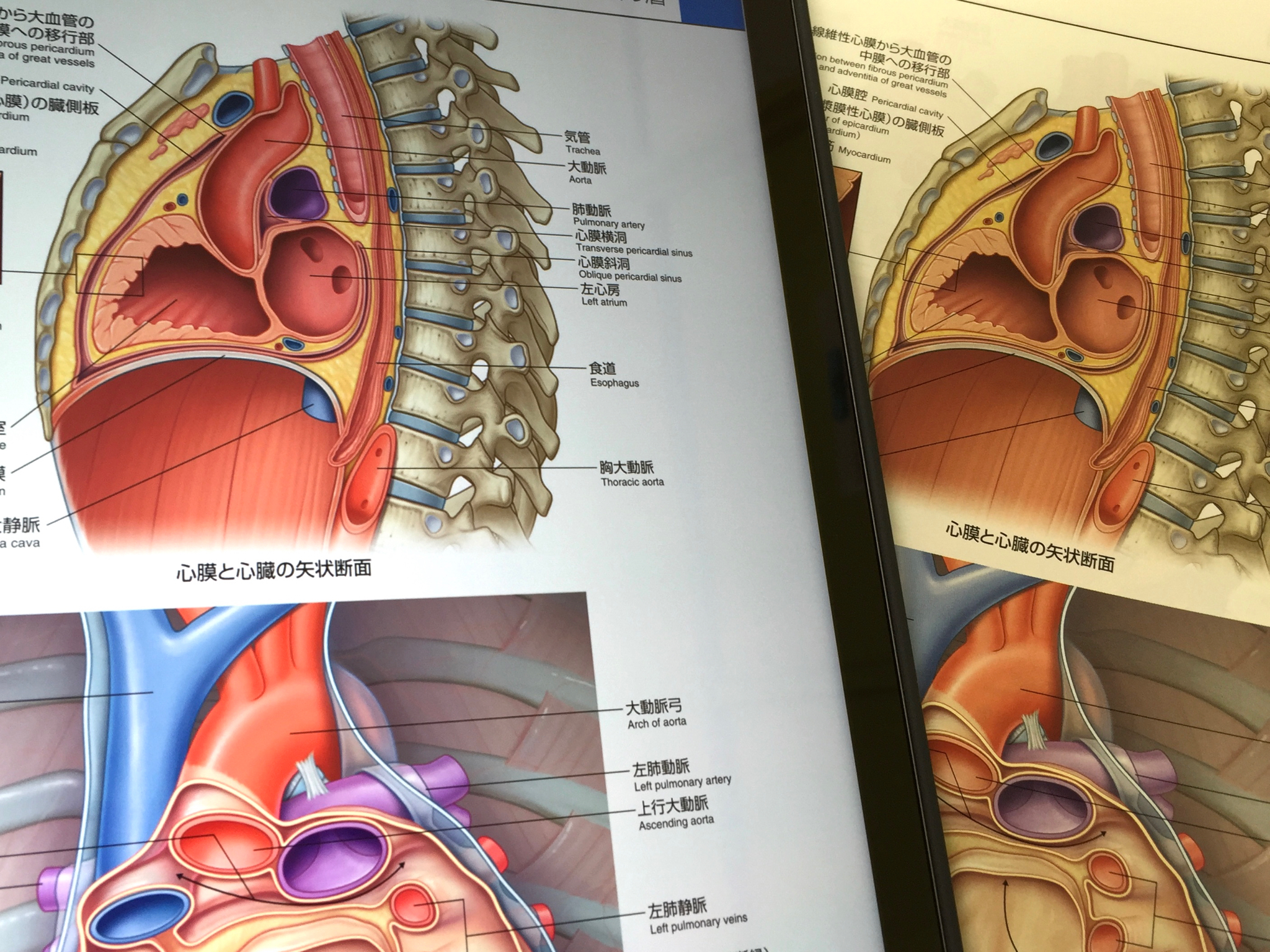 左がiPad Pro、右が冊子体。冊子体がアンバーがかっているのは照明のため