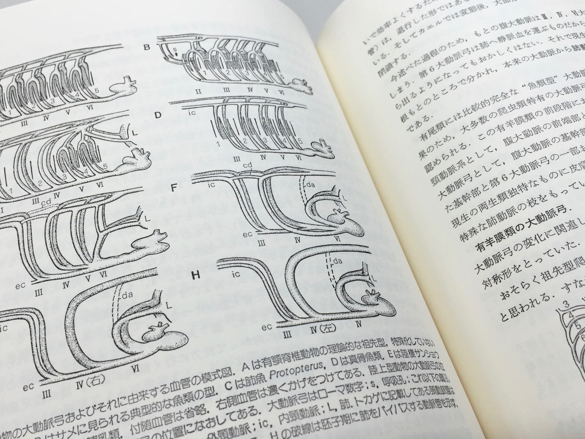 日本語版の紙面。活版印刷だったのをスキャンしたようだ。