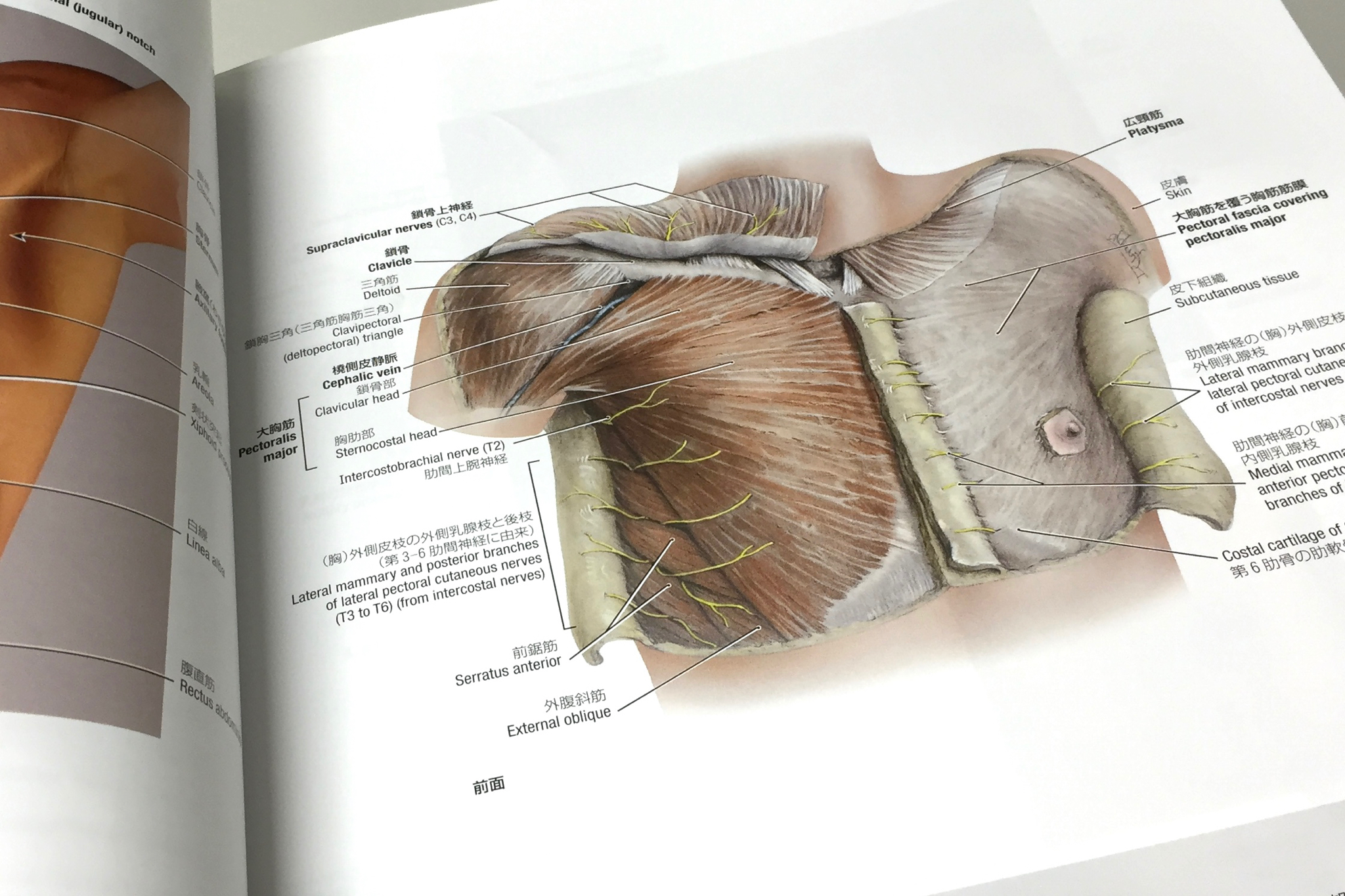 グラント解剖学図譜-connectedremag.com