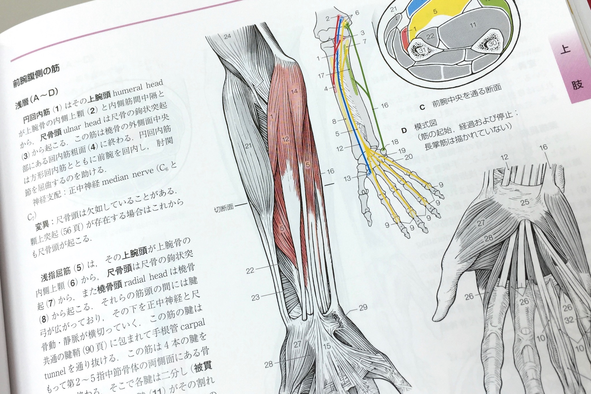 分冊解剖学アトラス Ⅲ 神経系と感覚器