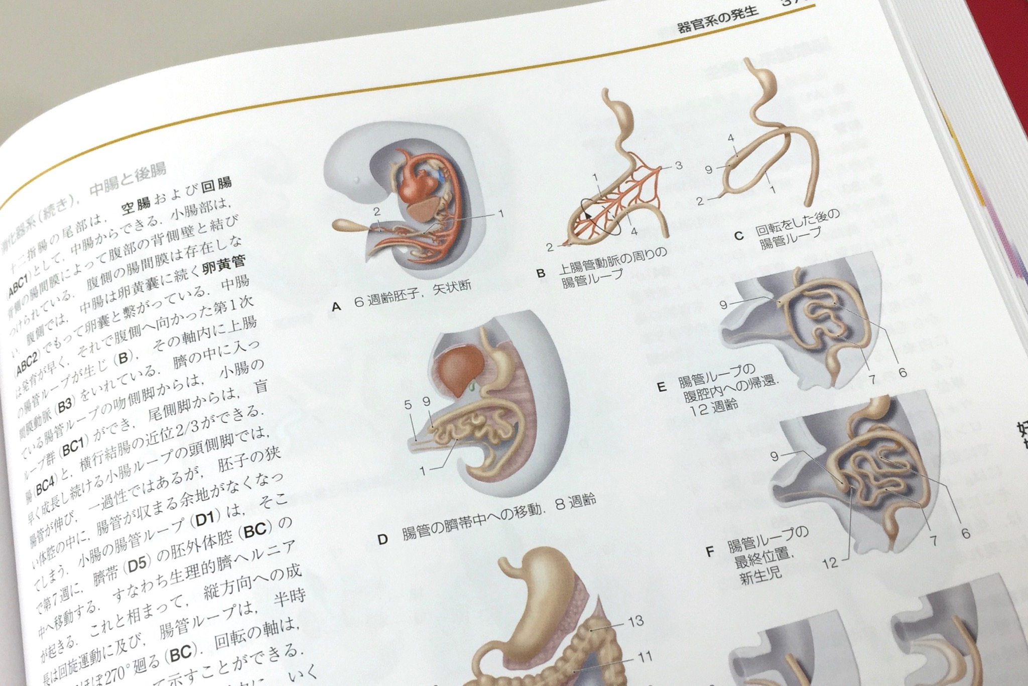 発生学の図はCG