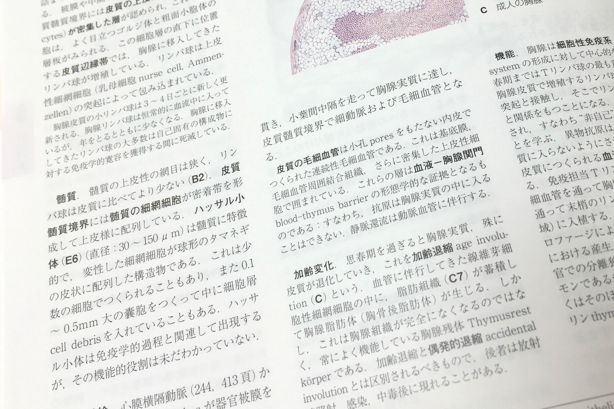 ハッサル小体の機能はまだ未知として記載されている