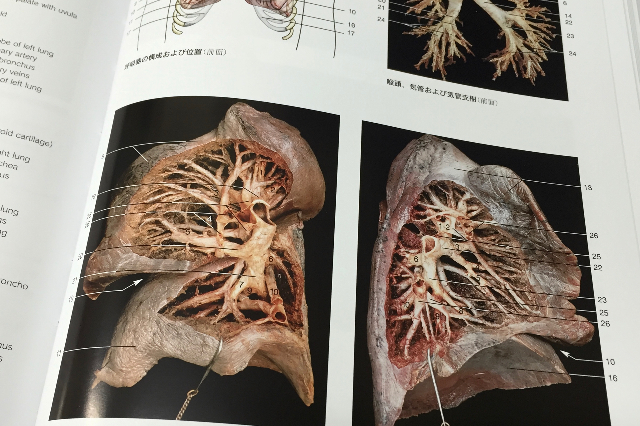 有名人芸能人】 人体解剖カラーアトラス ecousarecycling.com