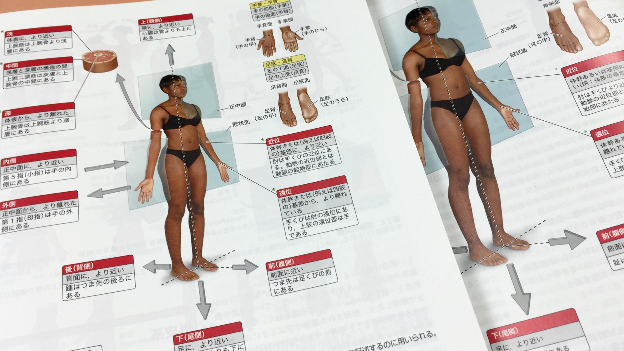 図を小さくするなどして、小さな判型に収めている。上に重なっているのが『臨床解剖学』、下が『臨床のための解剖学』