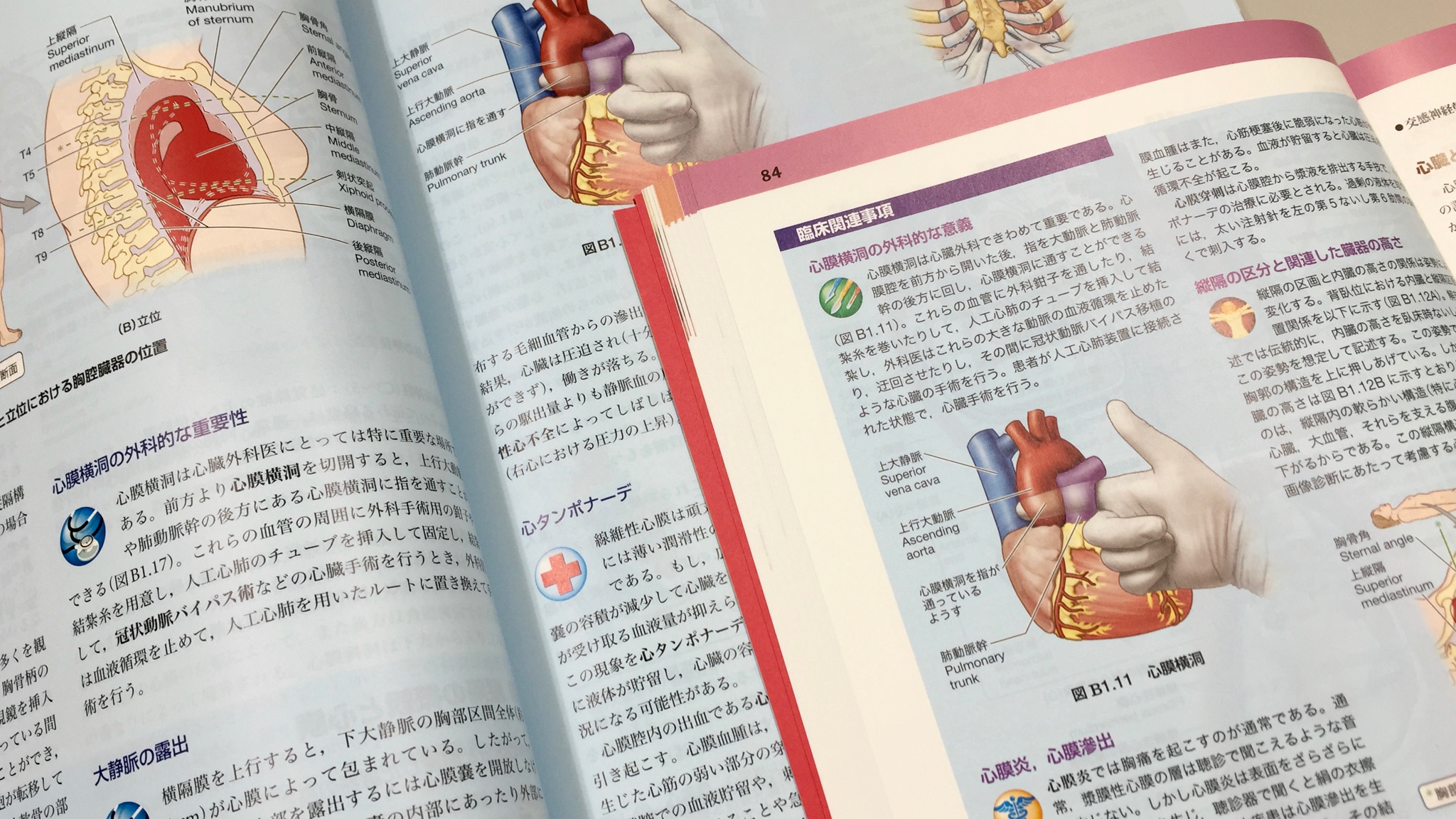 臨床関連事項。重要なものが選抜されている。