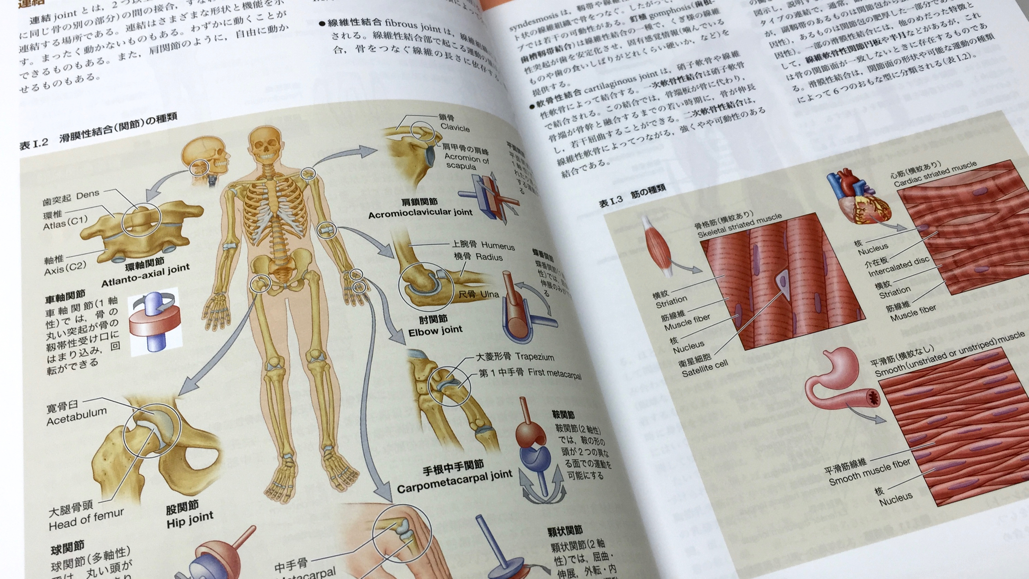最初の章で系統解剖学が説明される。