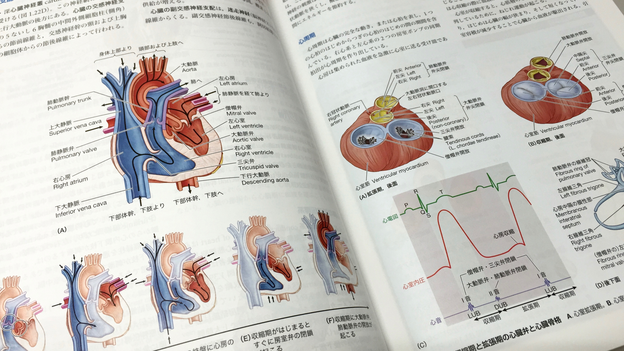 機能面にも言及される。