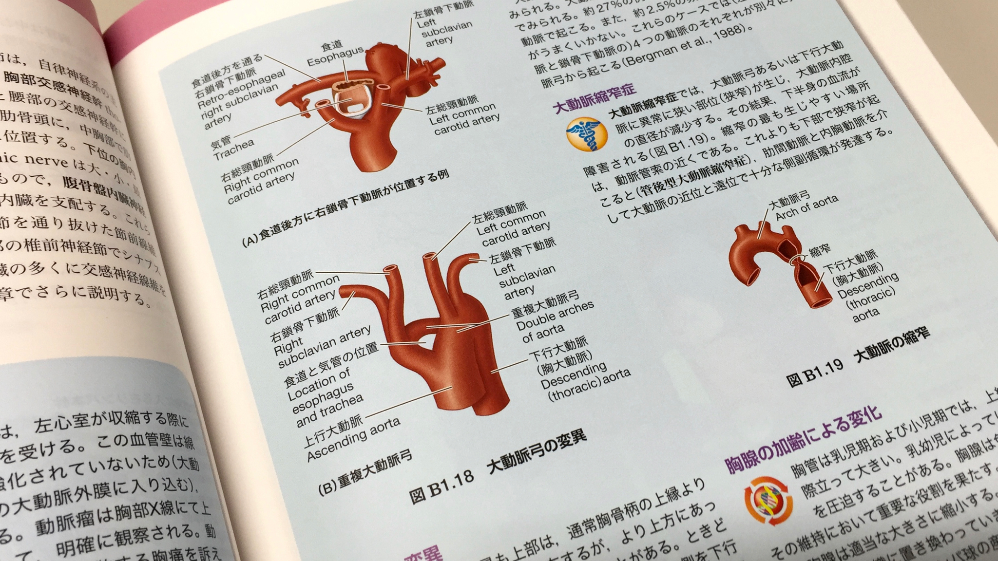 発生学や発生異常も。