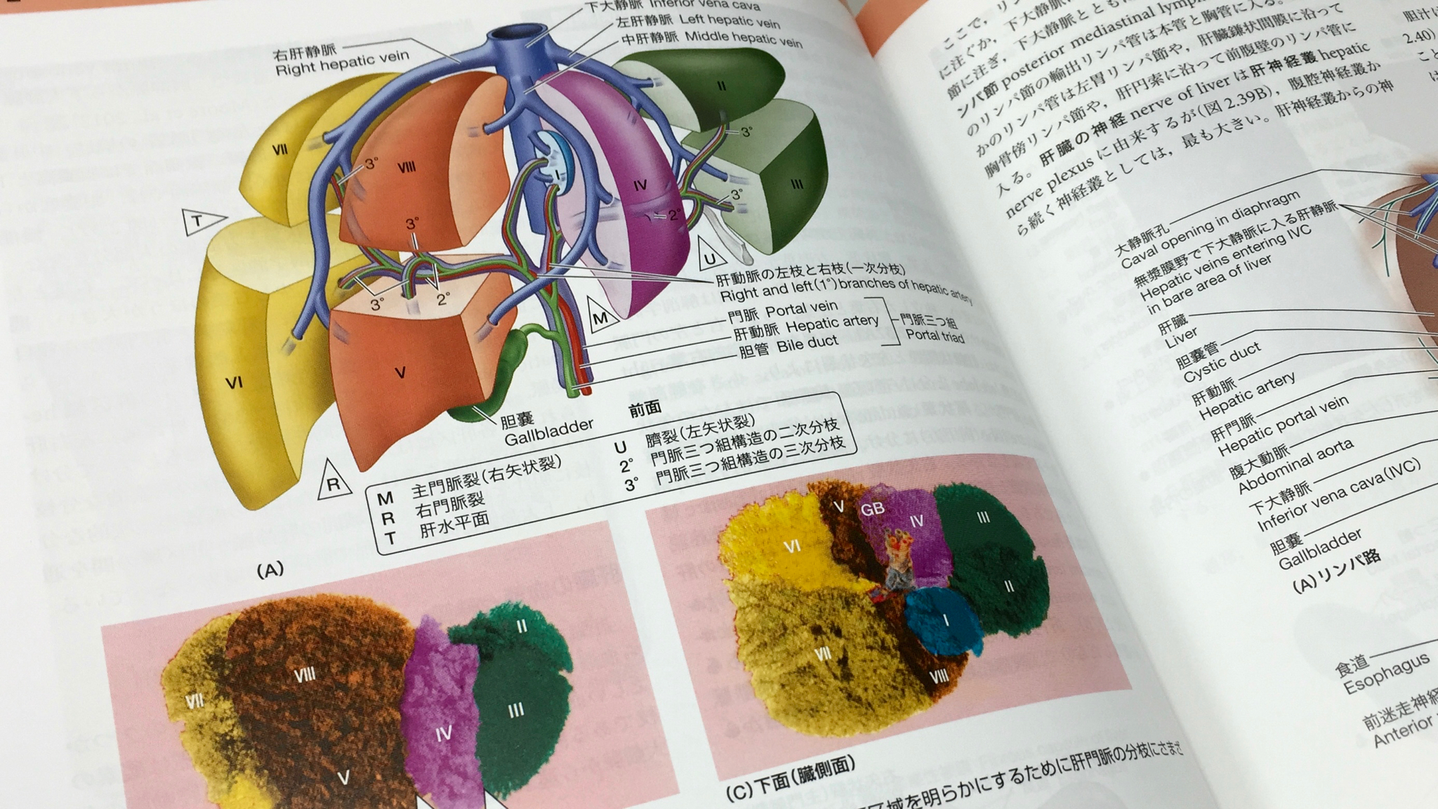 肝臓の区域解剖。臨床で重要になる。