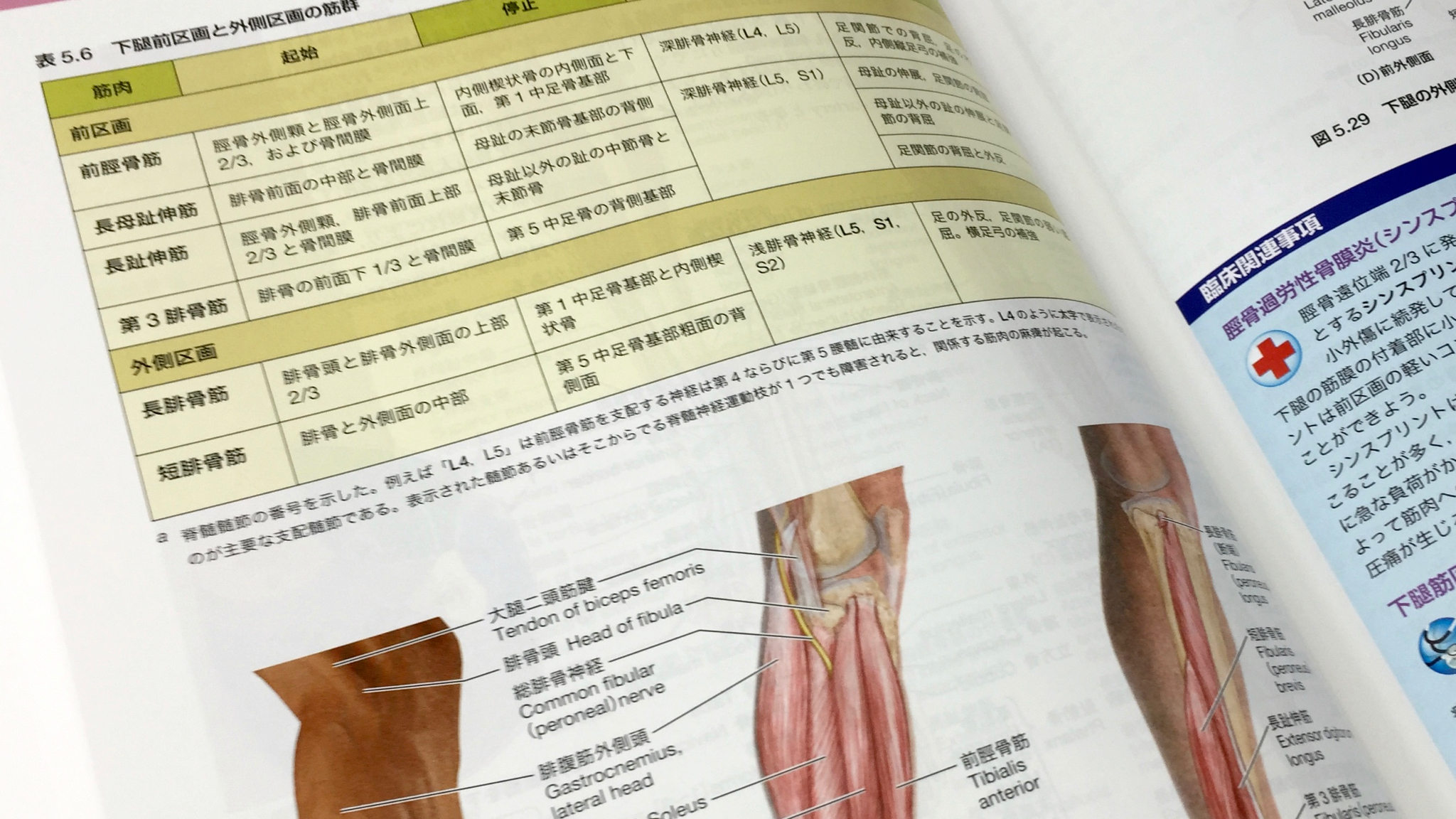 筋の起始停止神経は表に。