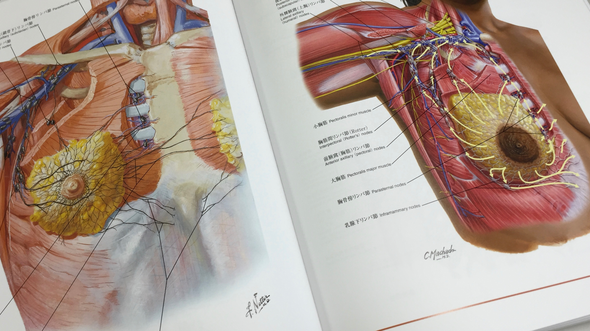 ネッター解剖学 セット版（電子書籍付）アトラス・別冊学習の手引き（原書第6版） / Anatomy 今日も明日も