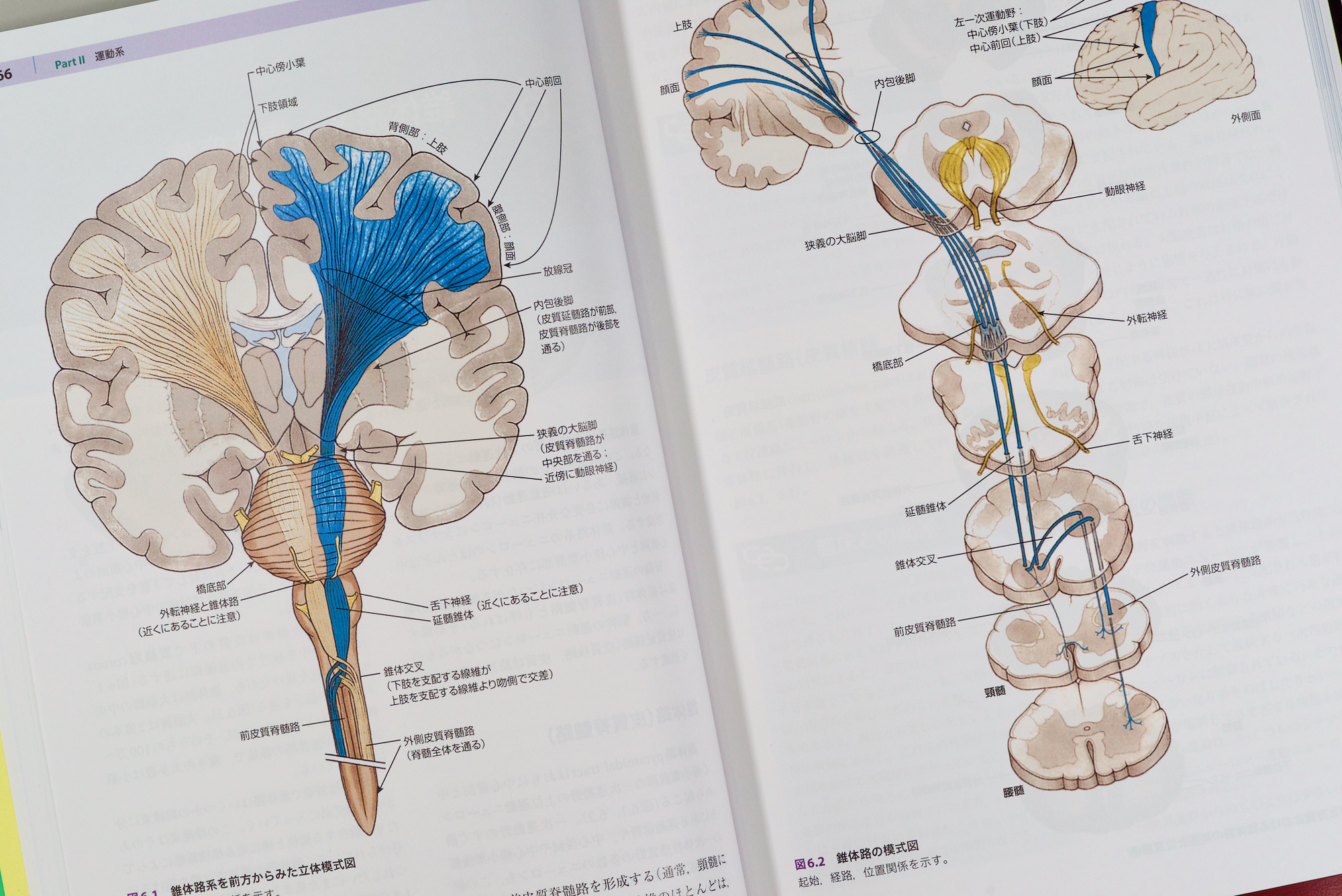 臨床のための神経機能解剖学-