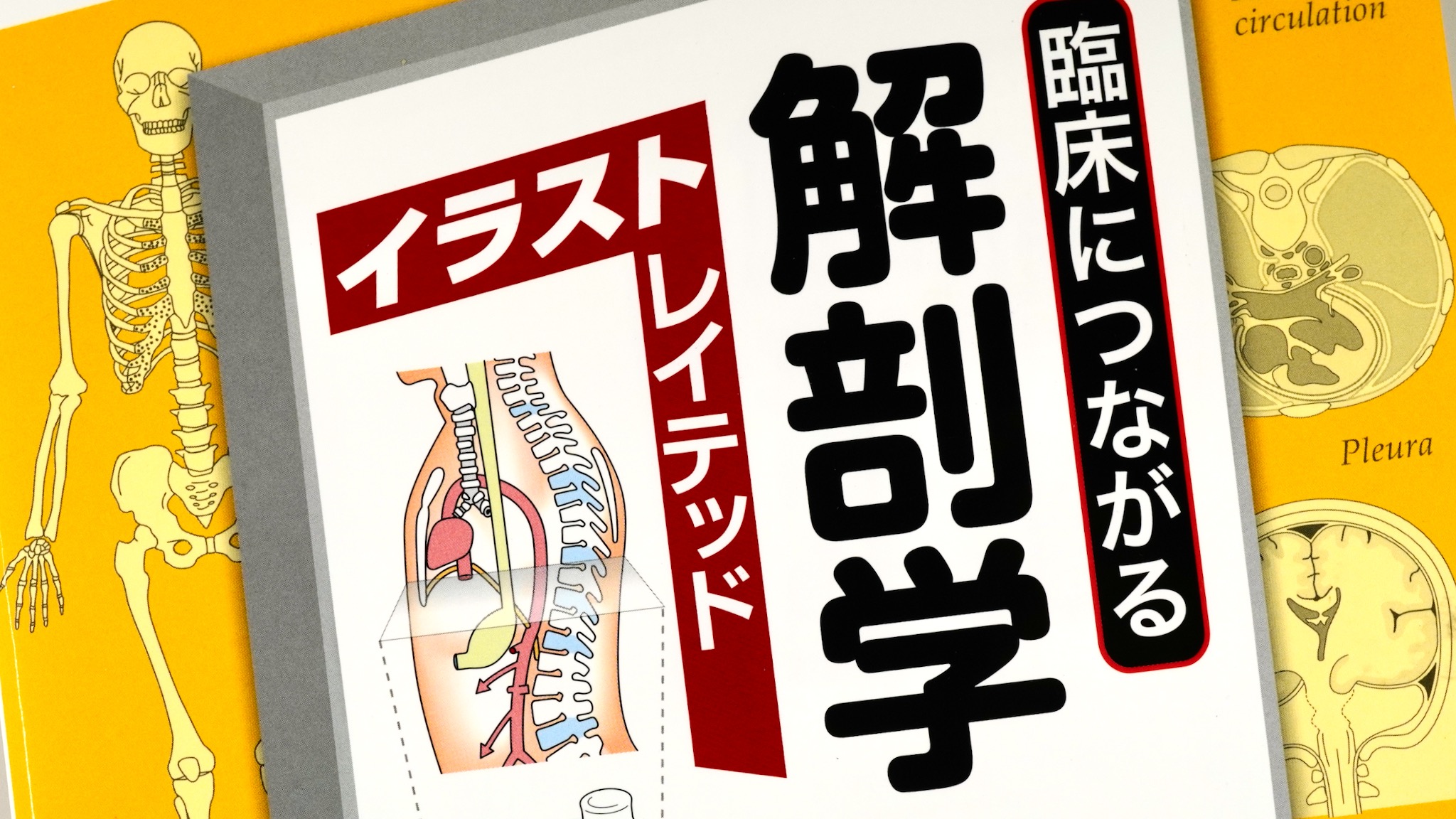 臨床につながる解剖学イラストレイテッド Anatomy