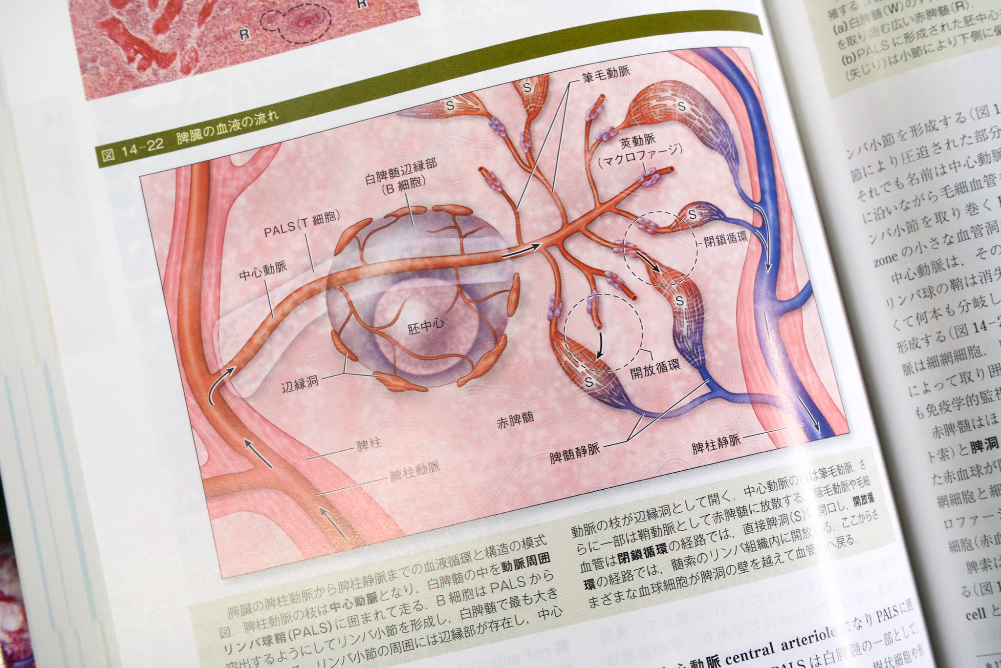 ジュンケイラ組織学 第5版 原書14版 Anatomy