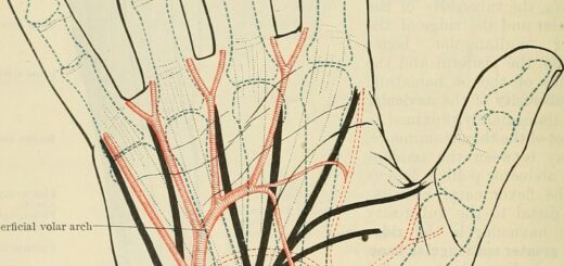 Image from page 1485 of "Cunningham's Text-book of anatomy" (1914)