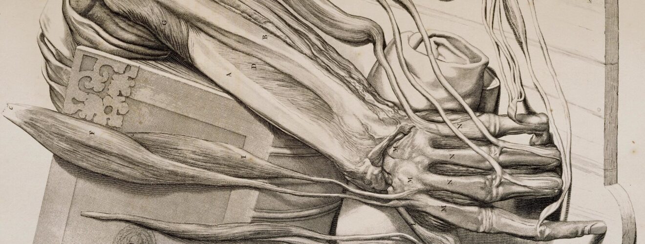 Musculature and bones of the forearm and hand