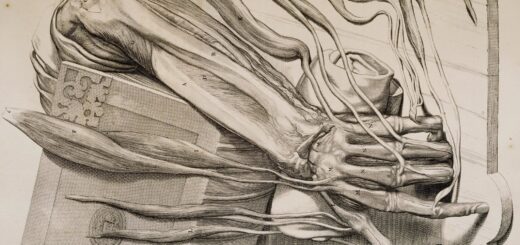 Musculature and bones of the forearm and hand