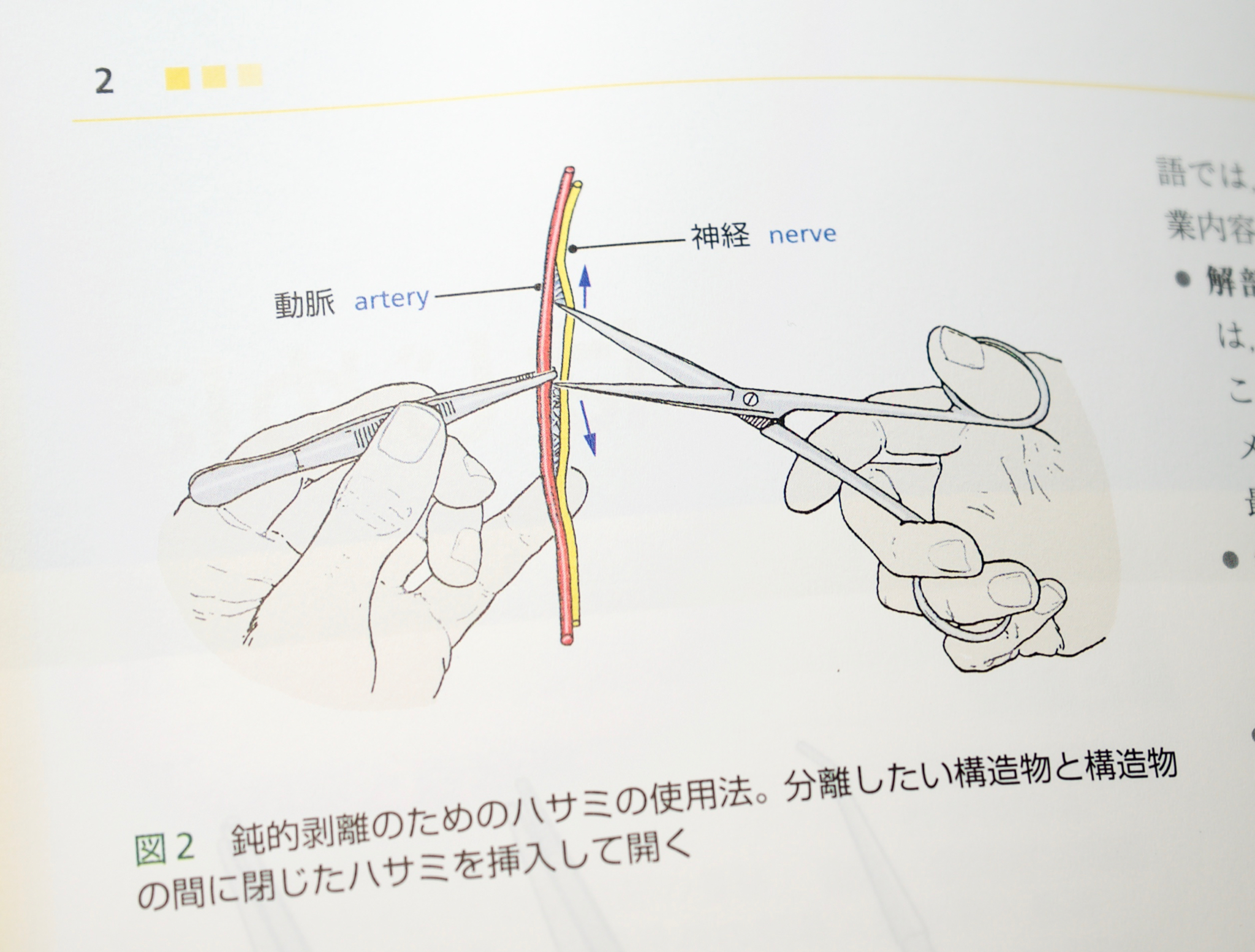 剖出にハサミを使う Anatomy