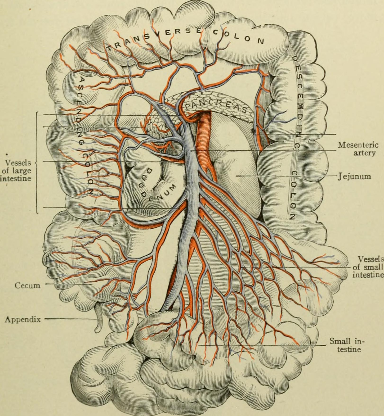 Week6 Day2 上腸間膜動脈領域へ Anatomy