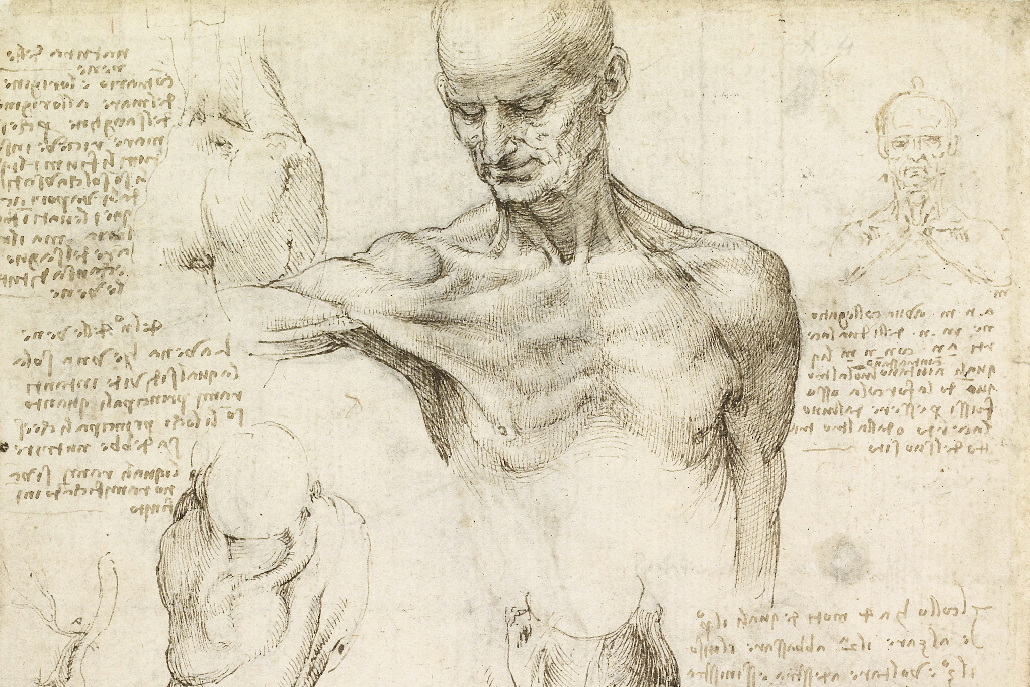 美術解剖学と美術史と医学史 Anatomy