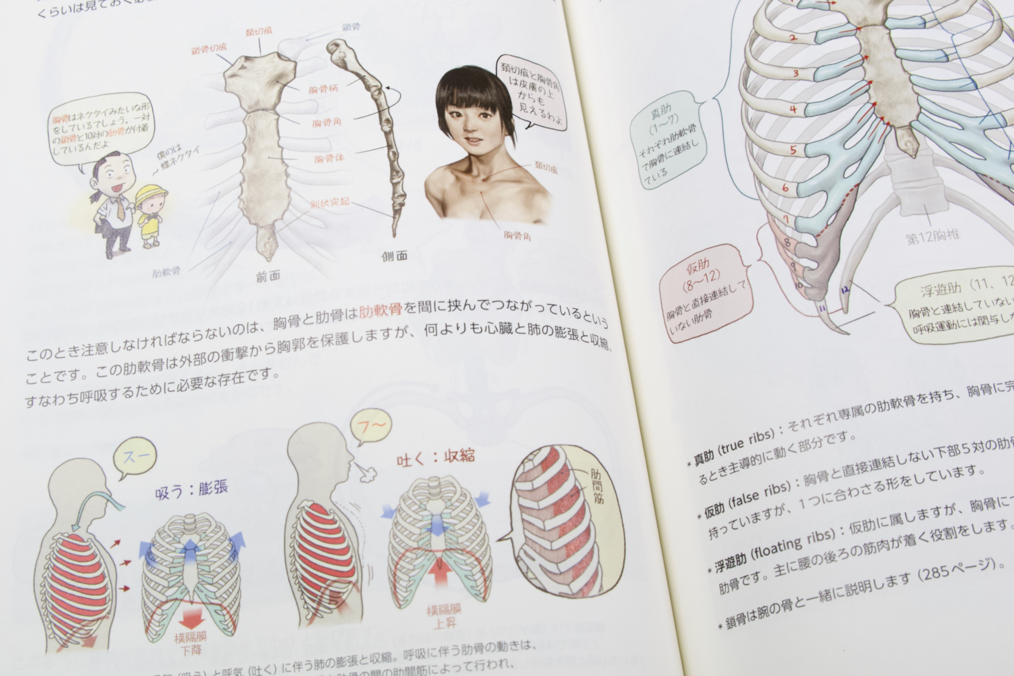 単品販売／受注生産 ソッカの美術解剖学ノート - 通販 - www 