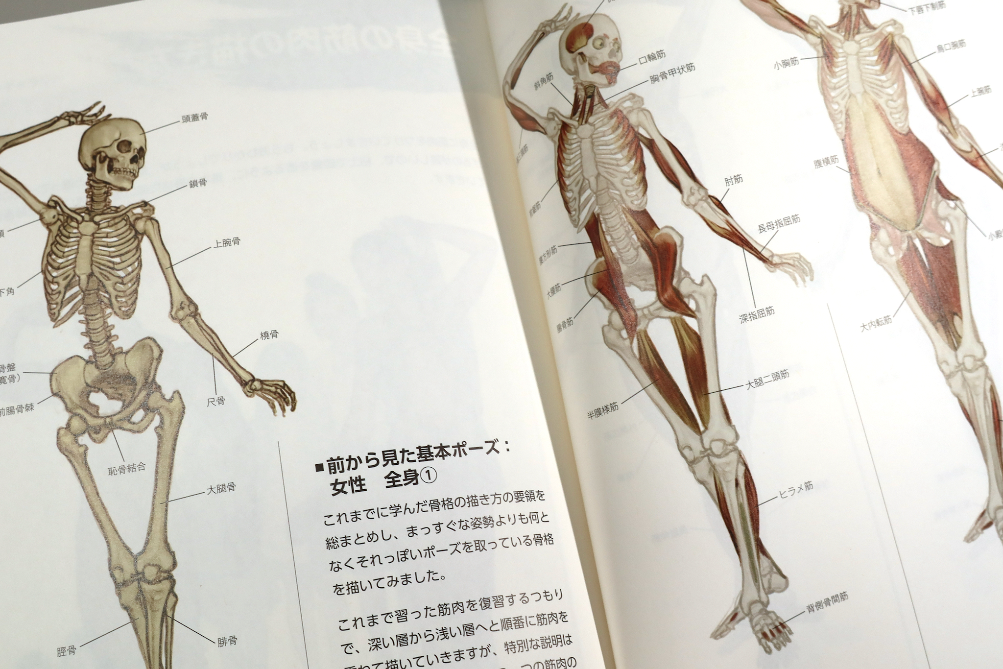 単品販売／受注生産 ソッカの美術解剖学ノート - 通販 - www 