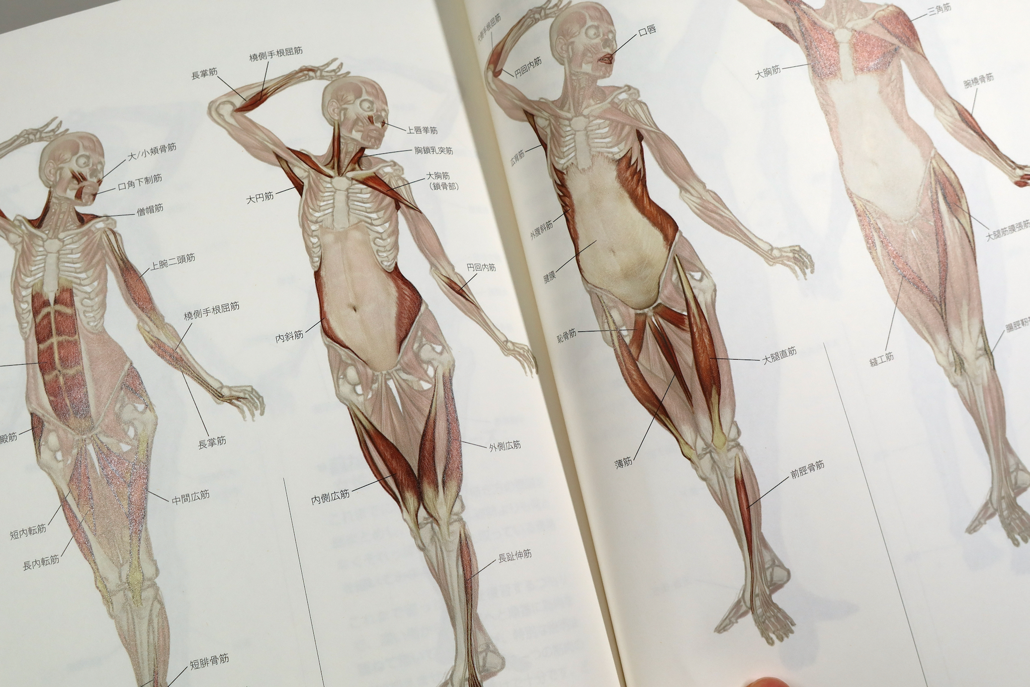 ソッカの美術解剖学ノート - その他