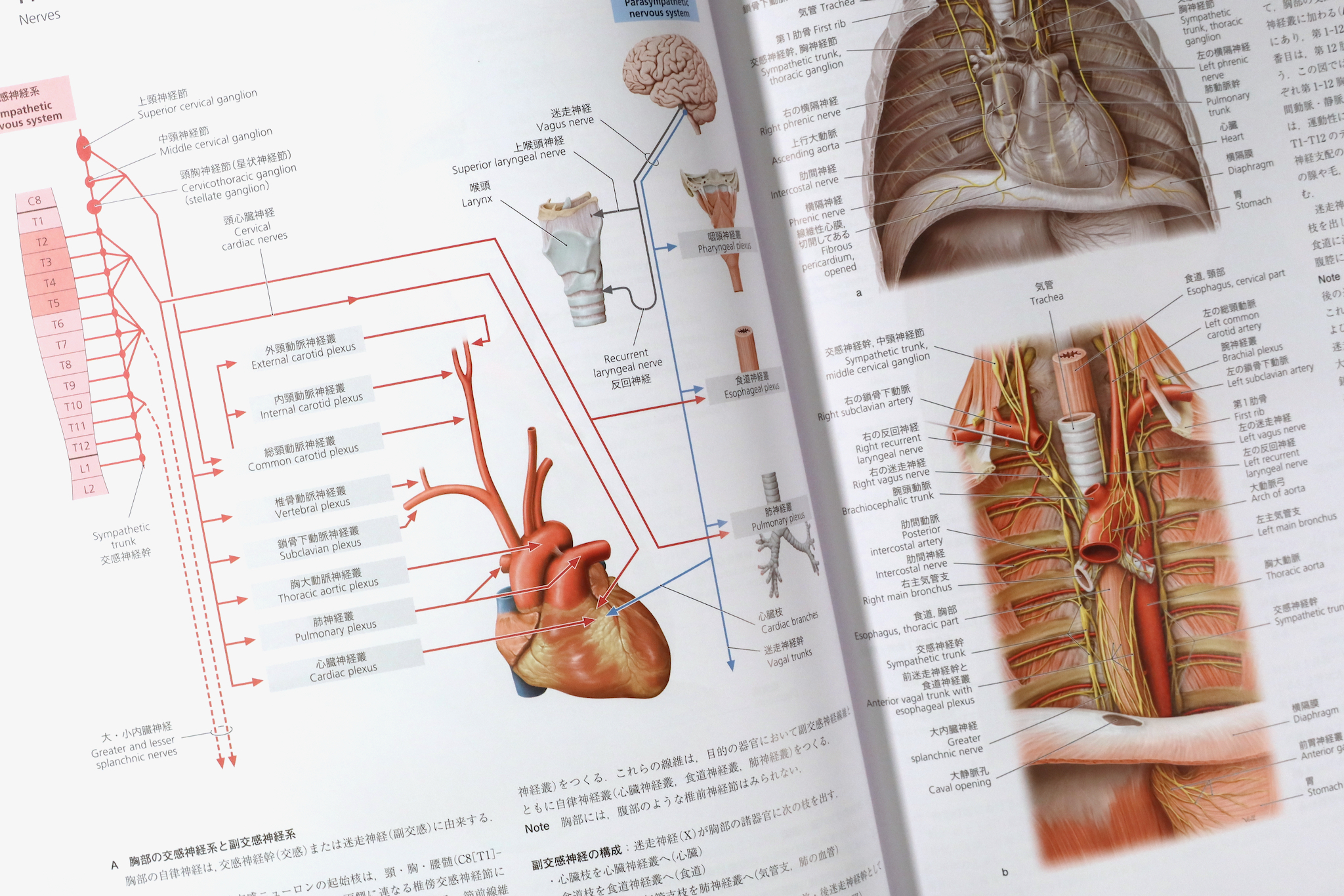 プロメテウス解剖学アトラス 頭部／神経解剖 - 健康/医学