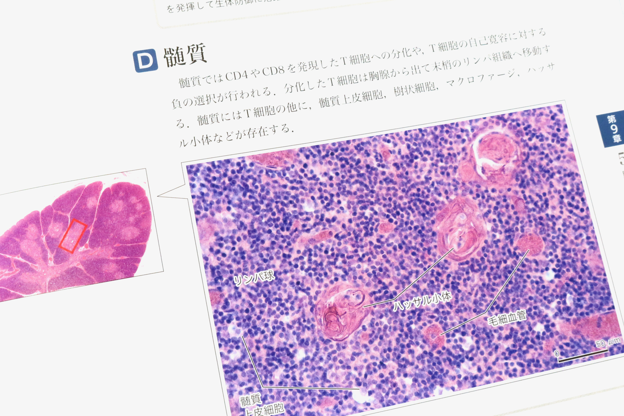 最上の品質な バーチャルスライド 組織学 健康/医学 - www.conewago.com