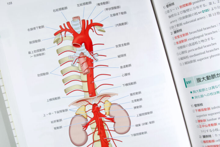 新解剖学(Qシリーズ) / Anatomy 今日も明日も