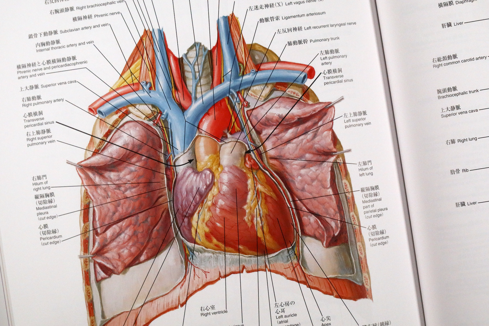 ページ ネッター心臓病アトラス - 通販 - PayPayモール ぐるぐる王国