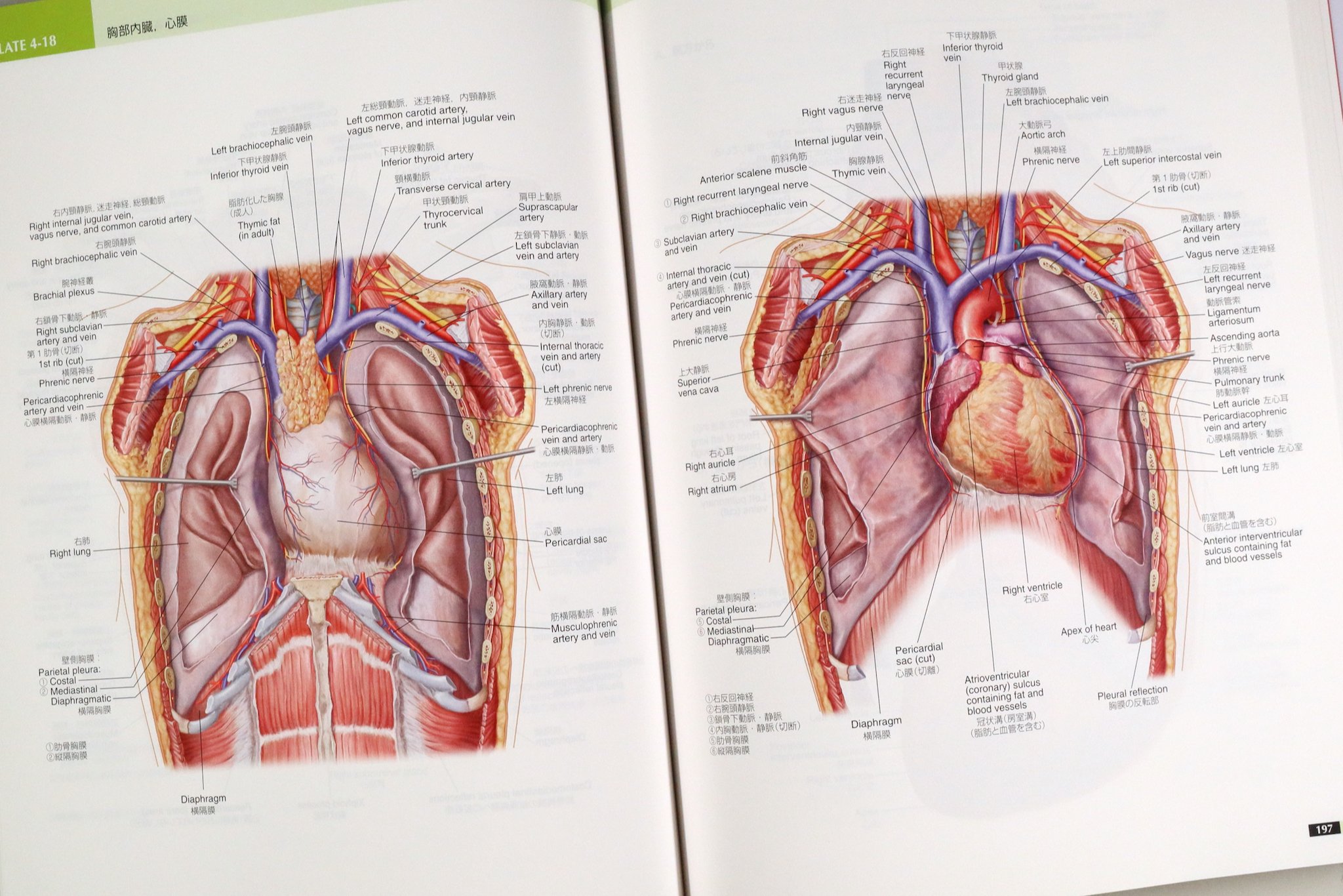 あたらしい人体解剖学アトラス 第2版 Anatomy