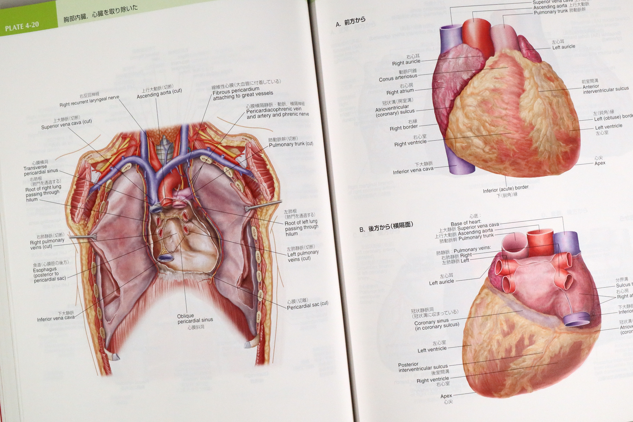 あたらしい人体解剖学アトラス 第2版 Anatomy