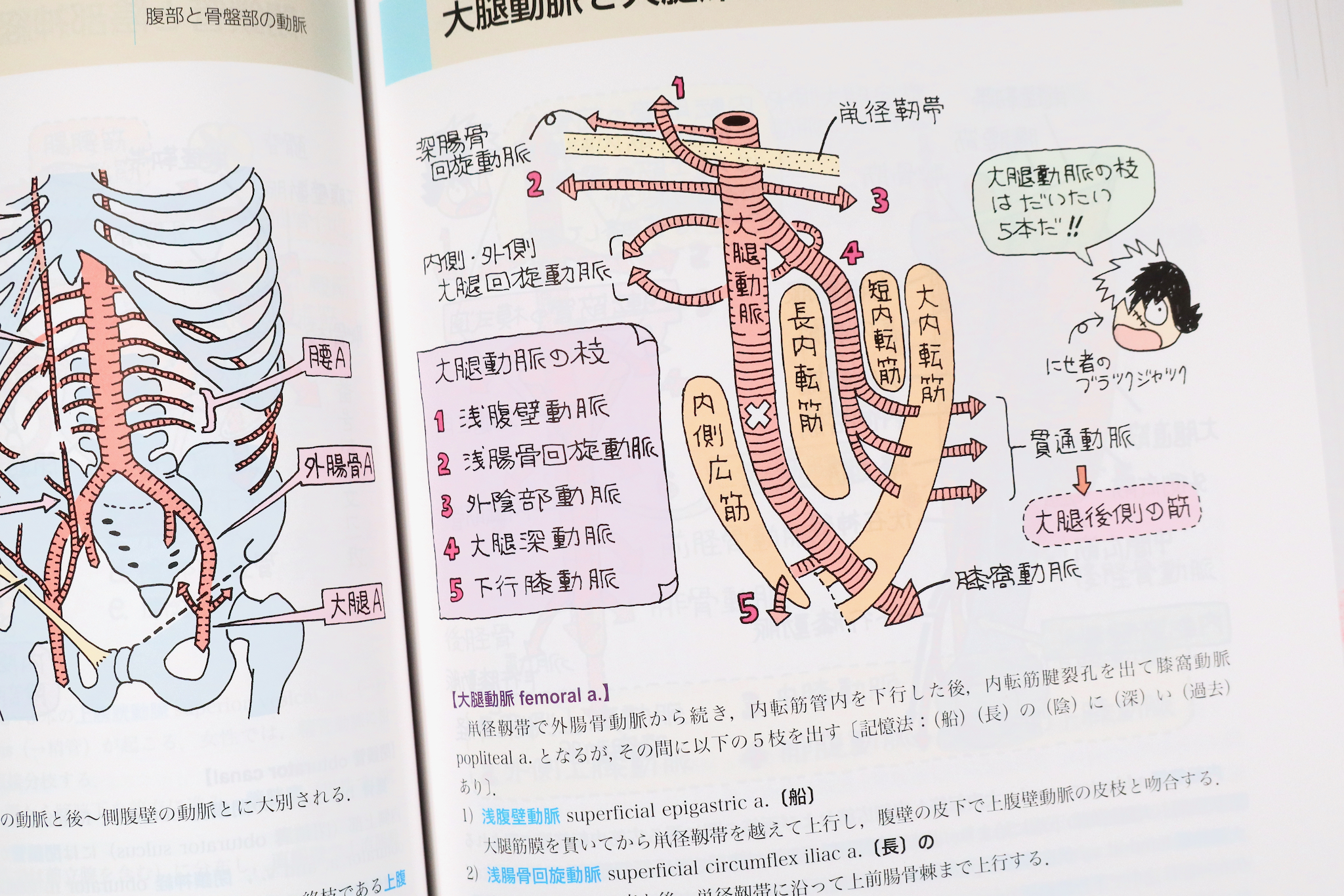 イラスト解剖学 第10版 Anatomy 今日も明日も イラスト解剖学 第10版 Anatomy 今日も明日も