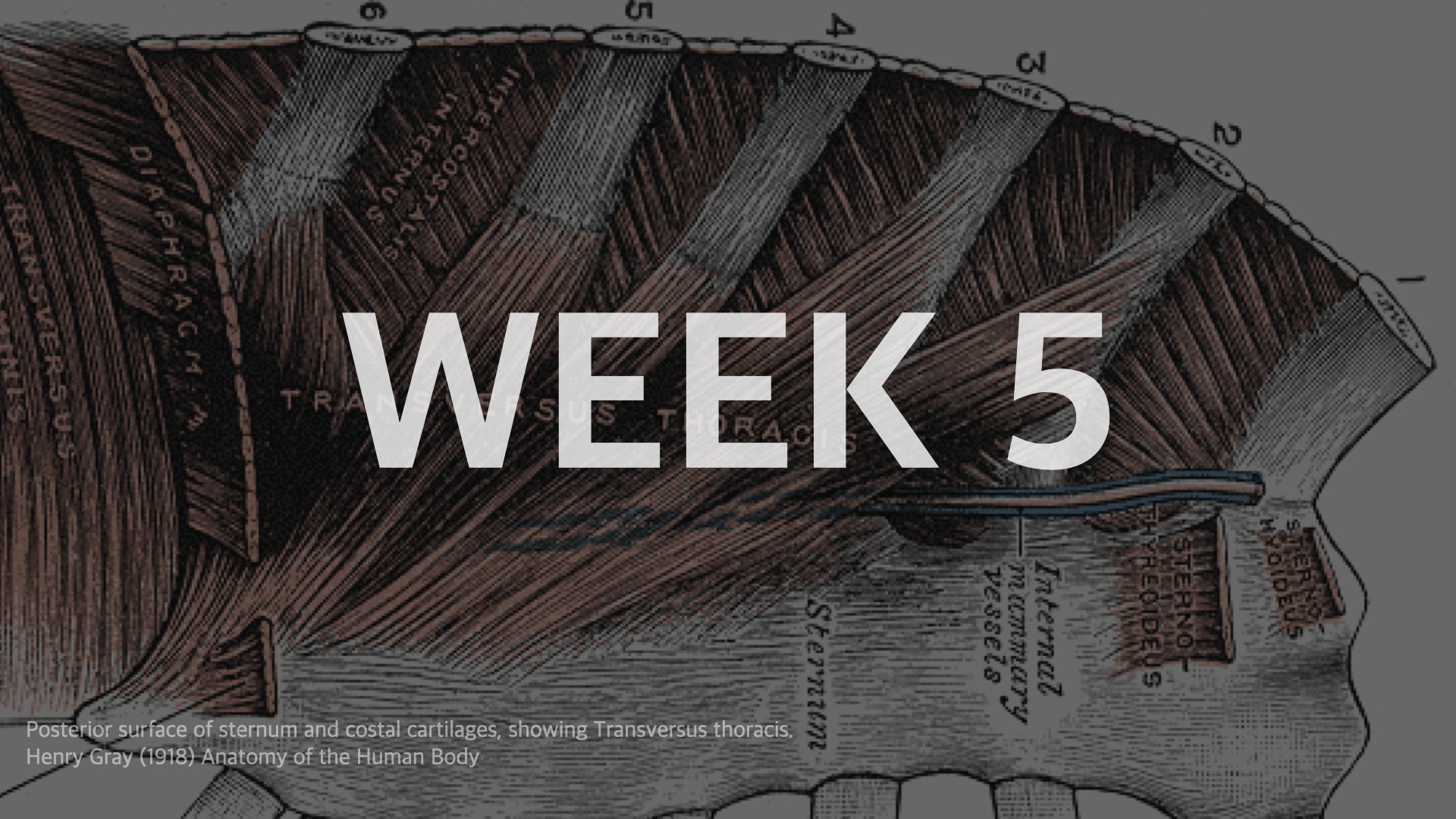 WEEK5 上肢・胸部・講義（振替）