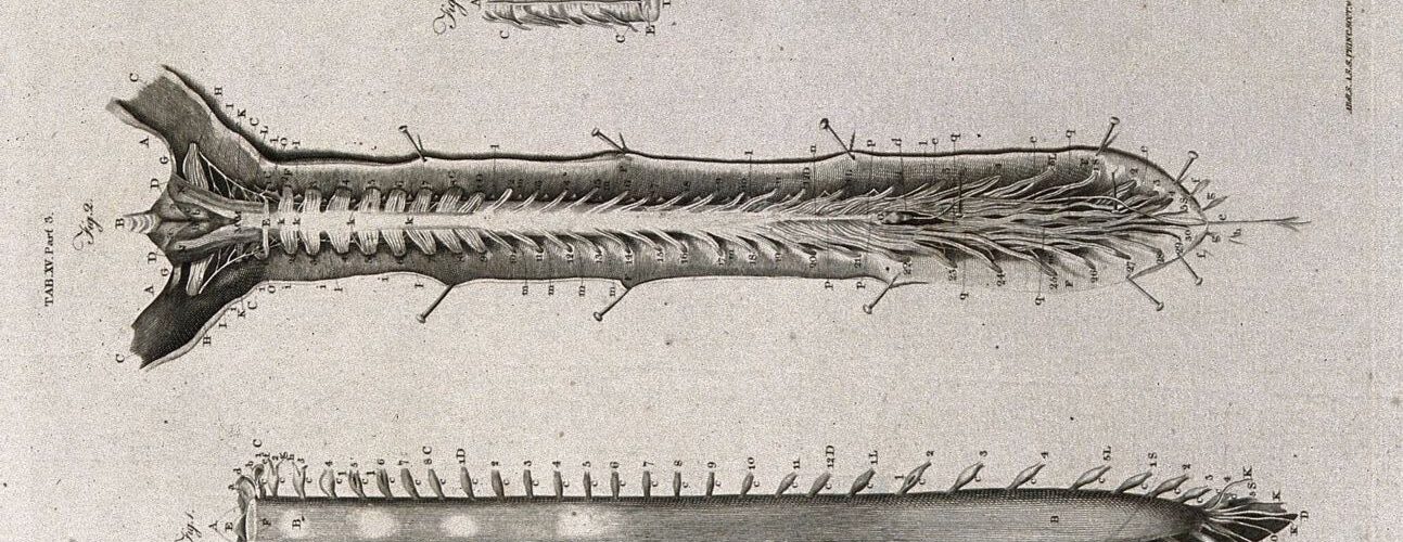 The spinal cord: three figures