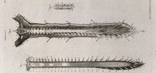 The spinal cord: three figures