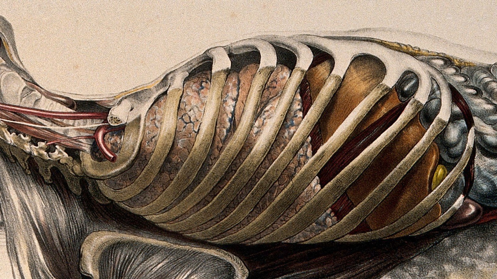 WEEK5 Day2 胸壁・肺・縦隔