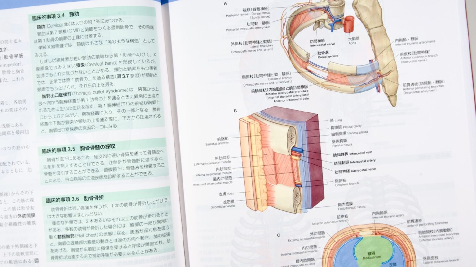 グレイ解剖学 原著第5版 / Anatomy 今日も明日も/グレイ解剖学 原著第5版