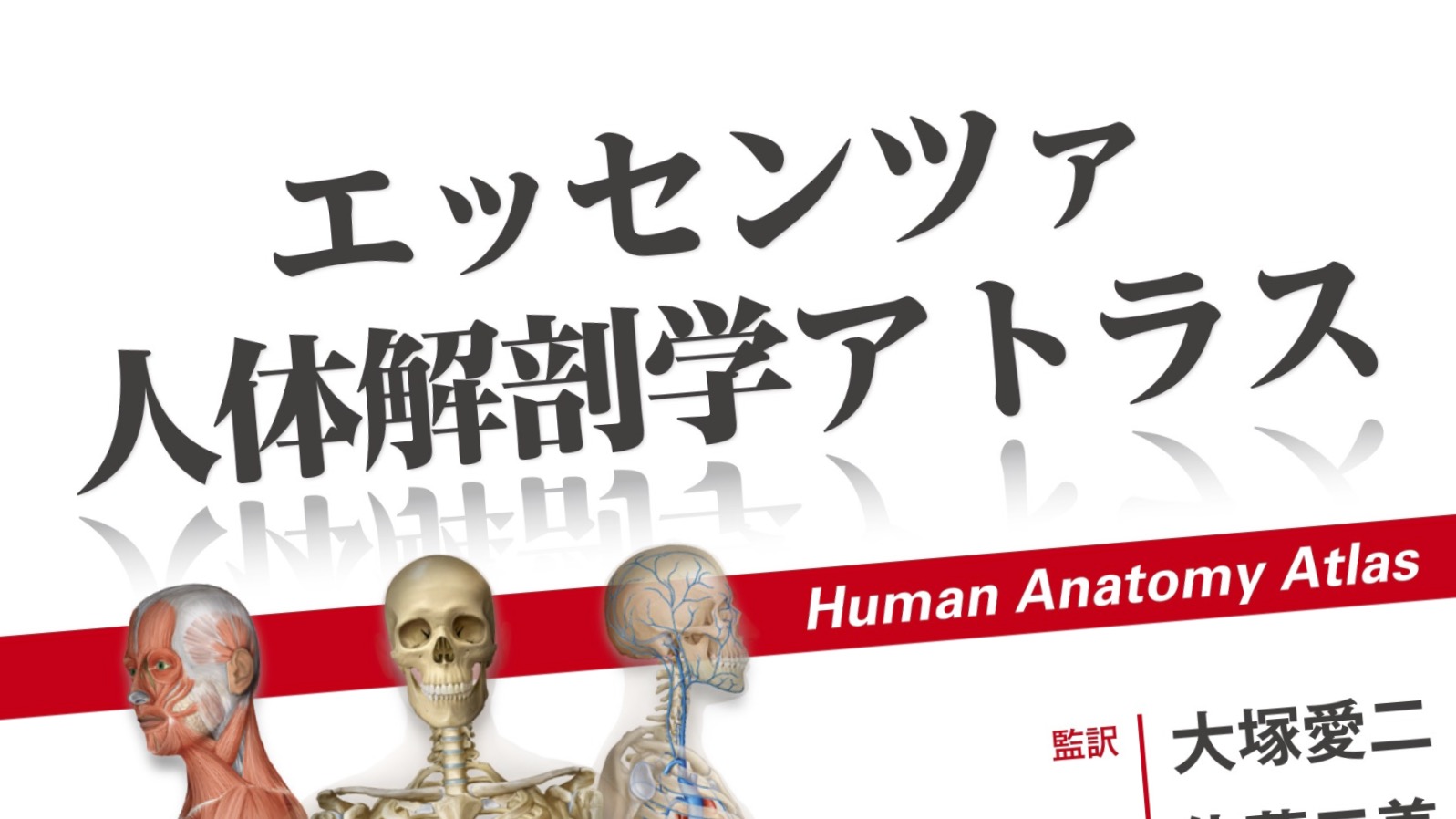 Anatomy 今日も明日も