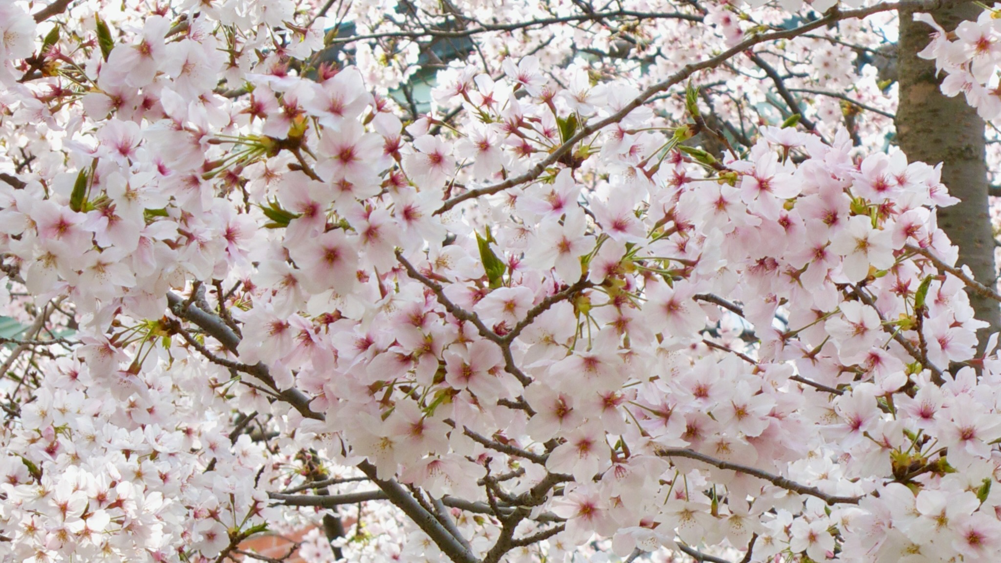 第120回医師国家試験の合格状況